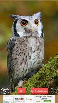 1000  Birds Wallpapers screenshot 7