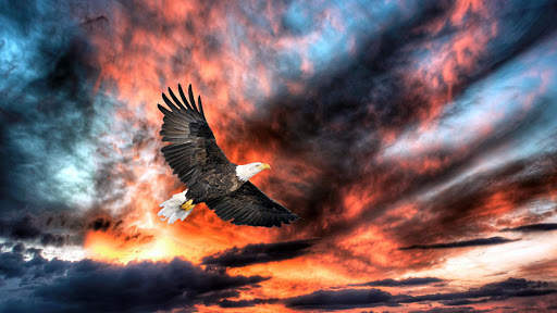 Eagle Live Wallpaper : 7fon & LWP screenshot 8