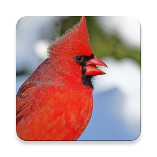 Cardinal Bird Sound Collections ~ Sclip.app icon