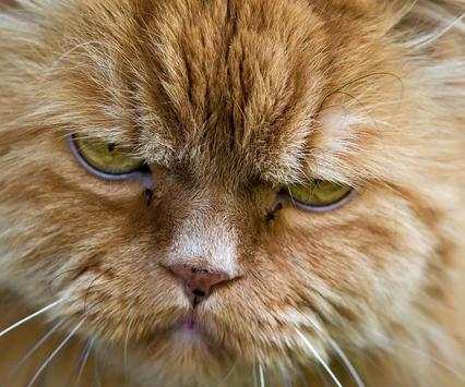 Funny Cat Wallpapers HD FREE screenshot 2