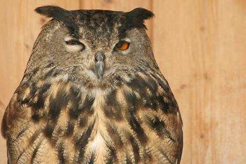 Owl Wallpaper screenshot 3