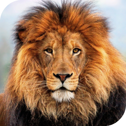 Lion HD Live Wallpaper icon