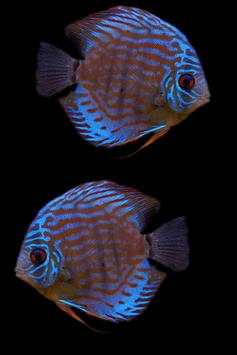 Fish Wallpaper screenshot 18