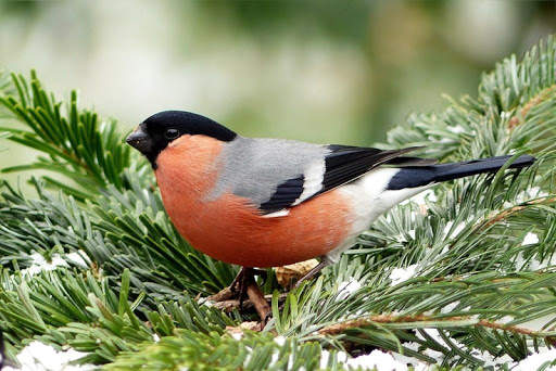 Bullfinch wallpapers screenshot 7