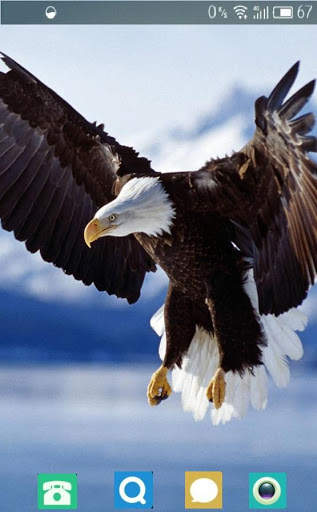 Bald Eagle Wallpaper screenshot 3