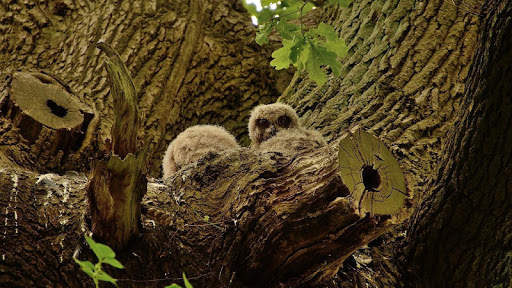 Owl Wallpaper screenshot 13