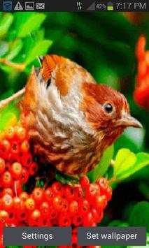 Red Fruit Bird LWP screenshot 1