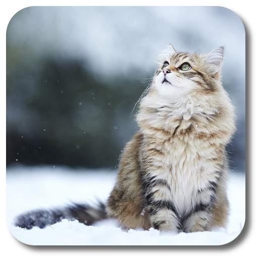 Snow Cats Live Wallpaper 1.3.0