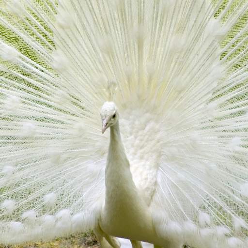 Queen Peacock Live Wallpaper 1.0