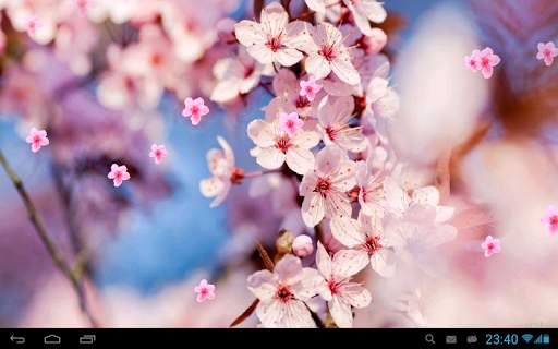 Sakura Live Wallpaper screenshot 5