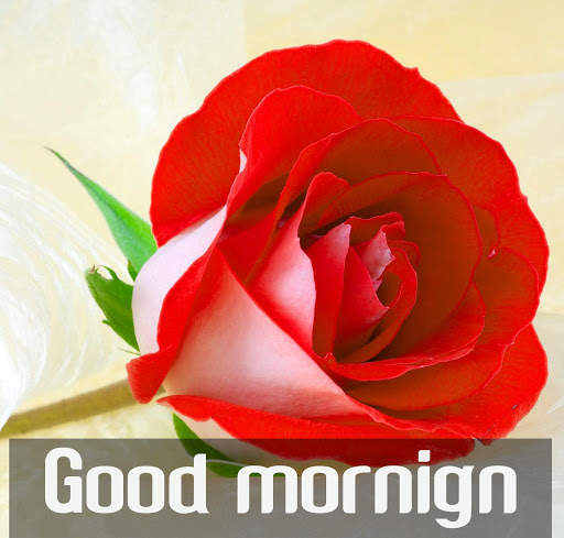 Good morning Flower Images Colorful Roses 4K 2 تصوير الشاشة