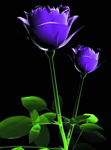 Flowers and Roses Live Wallpaper Gif App screenshot 10