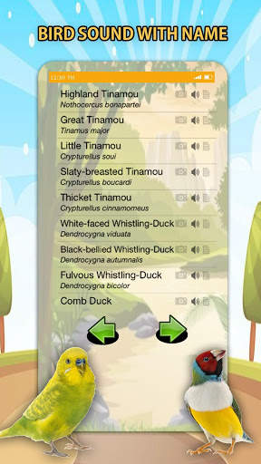 Bird Sounds screenshot 4