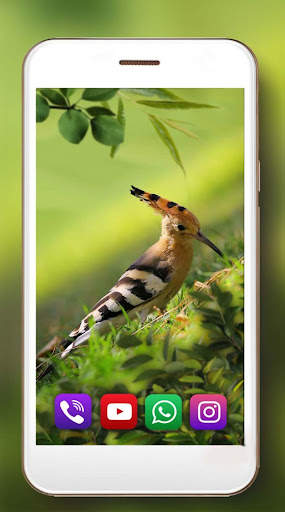 Birds Live Wallpaper screenshot 1