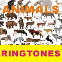Animals ringtones on 9Apps
