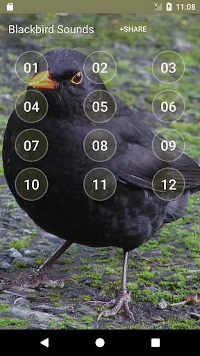 Black Bird (Animal) Calls & Singing screenshot 1