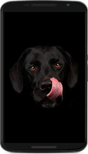 dog wallpaper screenshot 2