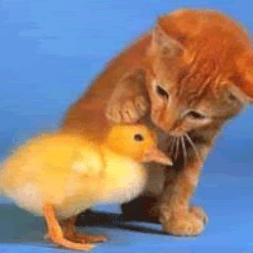 Funny GIF'S  and stickers 1.07