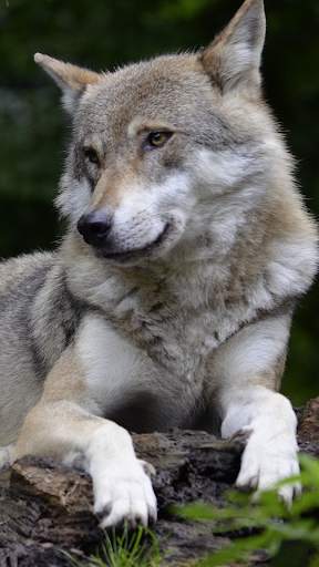 Wolf Wallpapers: Cool Animal Backgrounds Free screenshot 4