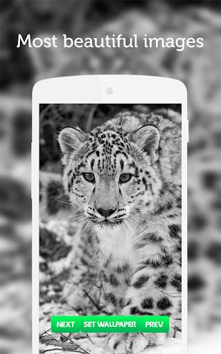 Leopard Wallpaper screenshot 6
