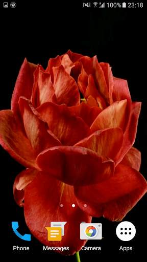 Blooming Rose 3D Video Theme screenshot 5