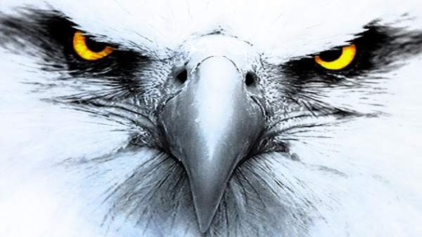 Eagle. Birds Live Wallpapers screenshot 13