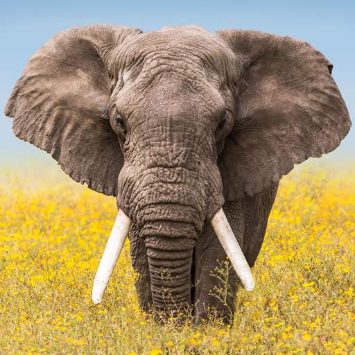 Wildlife Weather 5.8.4