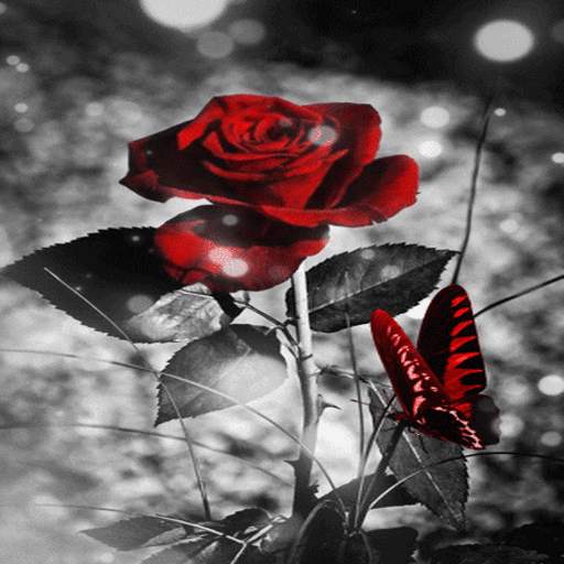 Red Black Butterfly LWP 3
