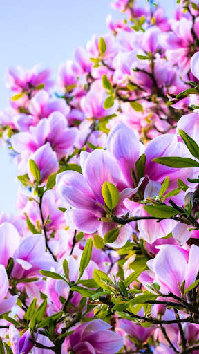 Beautiful Spring Wallpaper screenshot 5