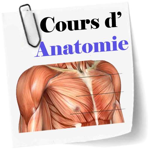 Cours d’Anatomie 2.5
