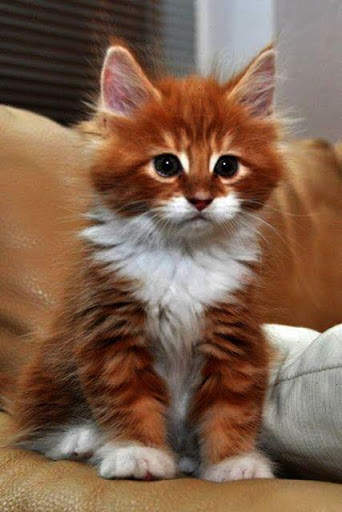 Cat Live Wallpaper screenshot 6