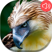 Philippines Bird Sounds icon