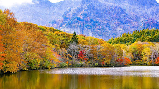 Autumn Live Wallpaper (wallpapers & backgrounds) screenshot 7