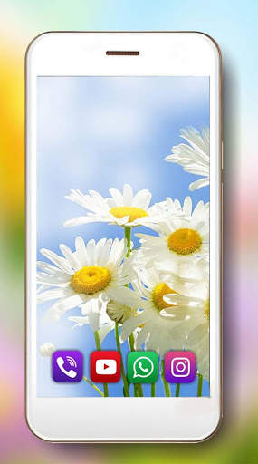 Camomiles Flowers Live Wallpaper 2 تصوير الشاشة