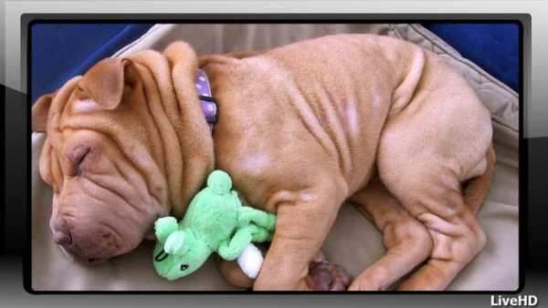 Shar Pei Wallpaper скриншот 4