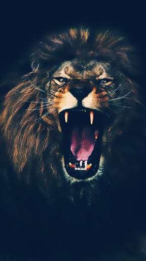 Wild Lion Live Wallpaper screenshot 5