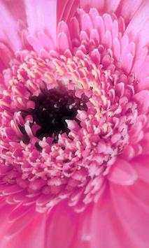 Pink Wallpapers screenshot 3
