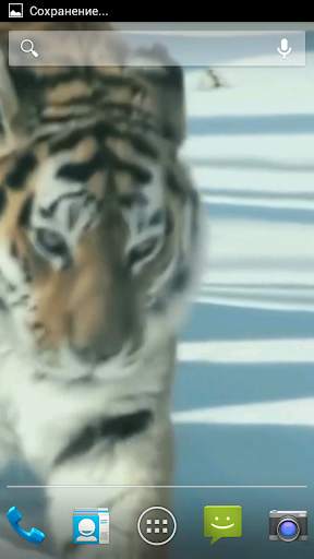 Amur Tiger Video Wallpaper screenshot 1