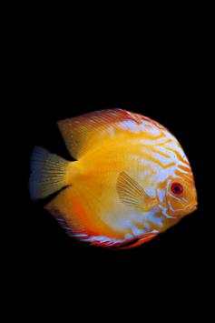 Fish Wallpaper screenshot 17