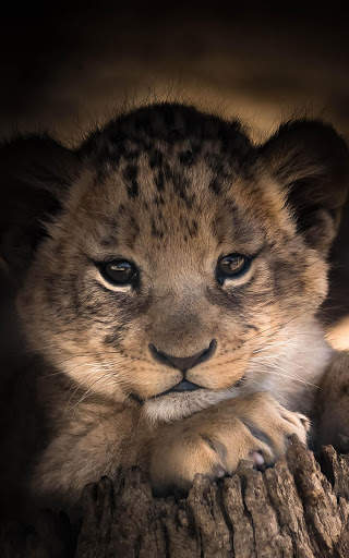 Lion Wallpapers | hd backgrounds screenshot 6