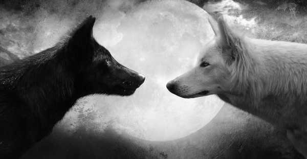 Wolf Sounds screenshot 3
