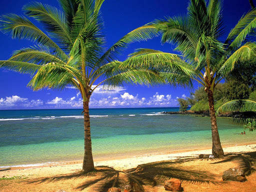 Palm Tree Wallpaper 2 تصوير الشاشة