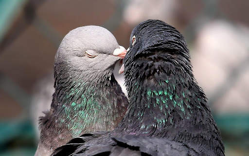 Pigeon Wallpaper 6 تصوير الشاشة