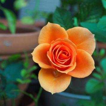 Rosas Hermosas screenshot 4