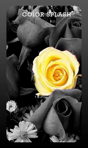 Color Splash screenshot 4