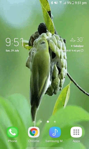 Green Bird Live Wallpaper screenshot 2