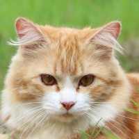 Cat Sounds - Ringtone,Alarm & Notification Sound