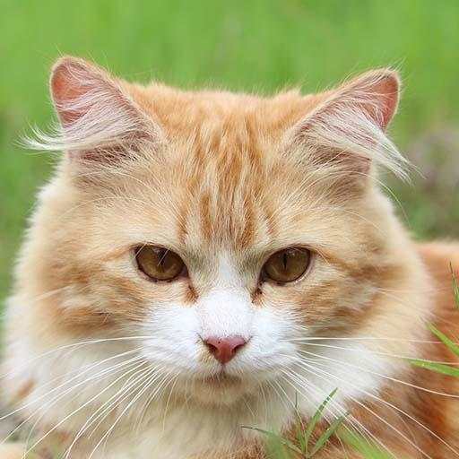 Cat Sounds - Ringtone,Alarm & Notification Sound 1.4