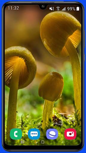 Mushroom Wallpaper Best HD screenshot 3