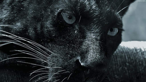 Panther Wallpapers: backgrounds hd screenshot 10